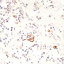 北京康為世紀生物科技 引領前沿生物科技，賦能健康未來